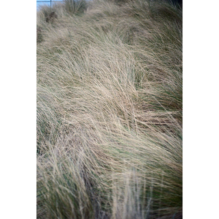 Untitled, (Self Portrait, Grasslands)